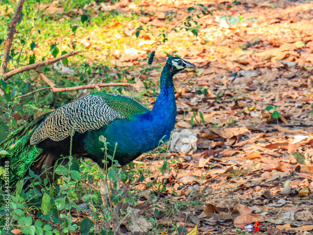 Fototapeta premium Beautiful Peacock witnessed in the forest. 