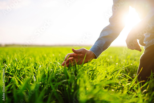 Farmer hand touches green leaves of young wheat in the field. Young wheat sprout in the hands of a farmer. The concept of the agricultural business.