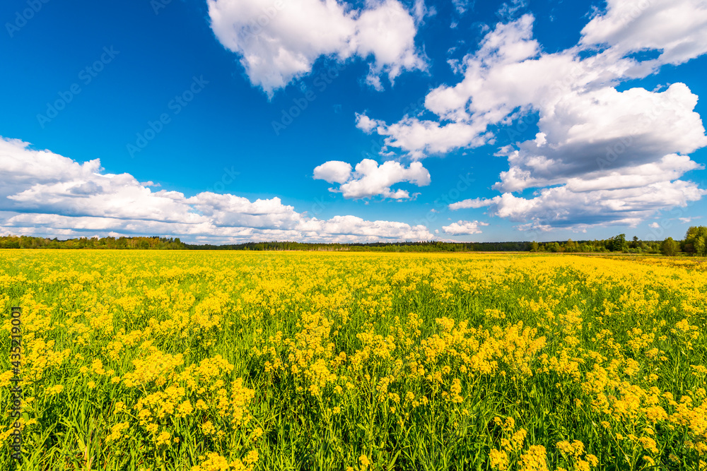 Obraz premium Meadow covered with yellow flowers on a cloudy spring day