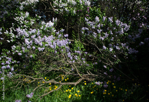 Lilacs in different colors and different angles