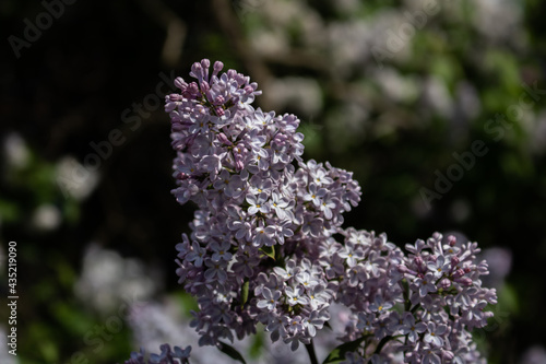 Lilacs in different colors and different angles