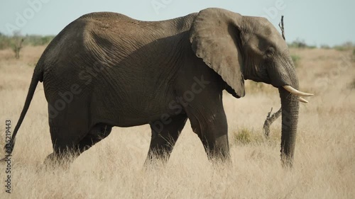African Bush Elephant in its natural environment.