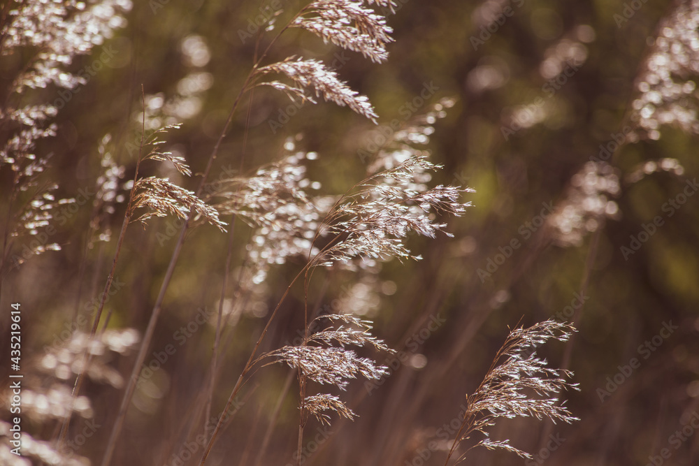 Fototapeta premium Gräser, Stimmung, Licht,
