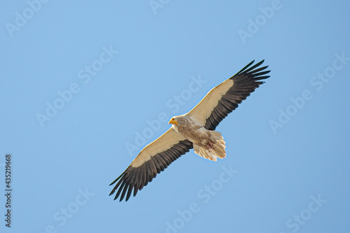 Endangered Egyptian Vulture Neophron percnopterus in flight photo