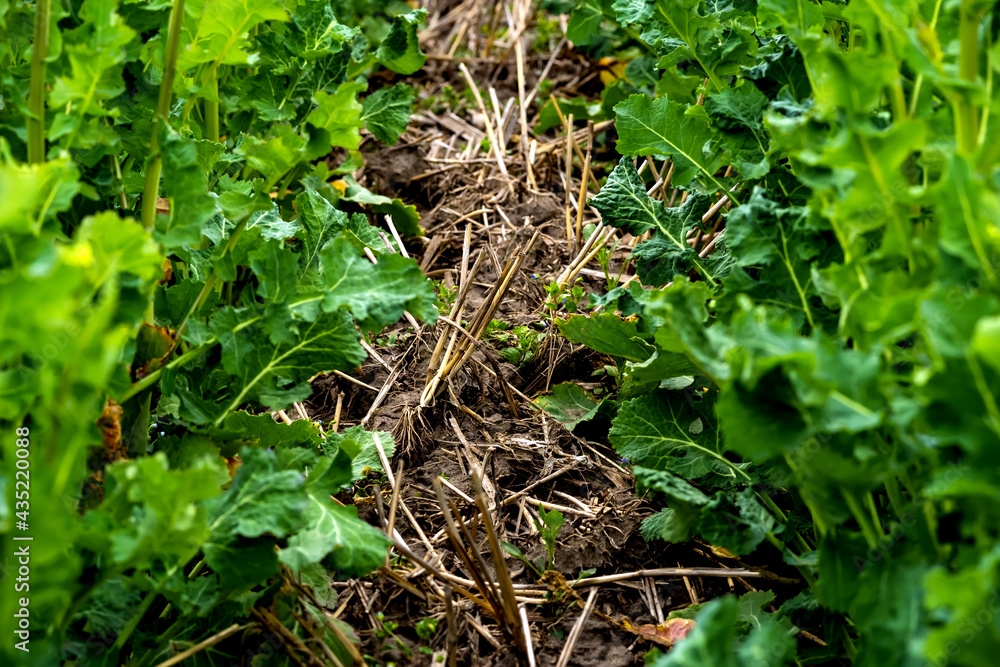 rapeseed field sown using Strip-till technology before flowering rapeseed field sown using Strip-till technology before flowering