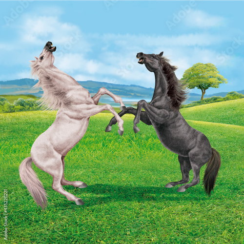 cheval  combat  force    talon  indien  prairie  noir  mustang  pelouse  galop  course  courir  paysage  roux  amoureux des chevaux  mammif  re  blanc  gris  beige  arabe  chevalin  nature  silhouette  