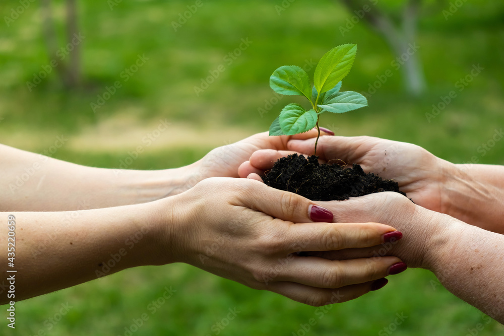 Close-up of an elderly woman's hands passing an apple tree to her daughter. Two women of different generations are holding a plant Close-up of an elderly woman's hands passing an apple tree to her daughter. Two women of different generations are holding a plant