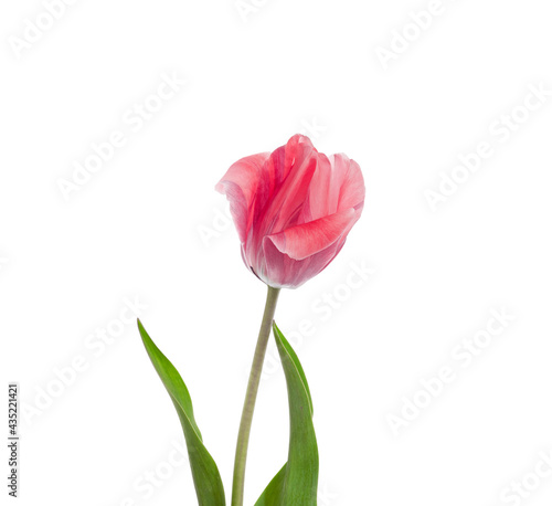 pink tulip on white background close-up isolate, spring flower