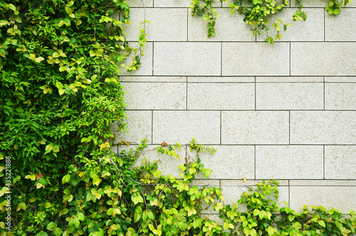 white granite block wall overgrown with green ivy plants