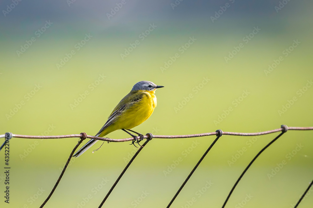Fototapeta premium wagtail, yellow, bird, plumage, feather, europe, migratory bird, fauna, evening, spring, russia, romania, wing, polder, bird photography, branch, garden, song, songbird, green, tree, gray, grassland, 
