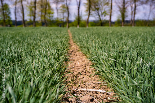 young  green wheat in a field in early spring