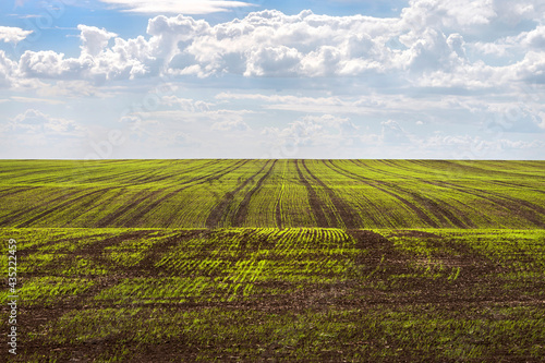 Panoramic image of a wheat field with the first shoots in the furrows. Copy space.