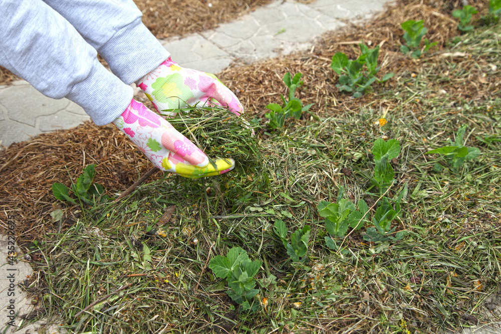 Naklejka premium Mulching of peas on a row, the hand of a gardener in the country. Gardening, manual planting and organic farming for a vegetarian diet.