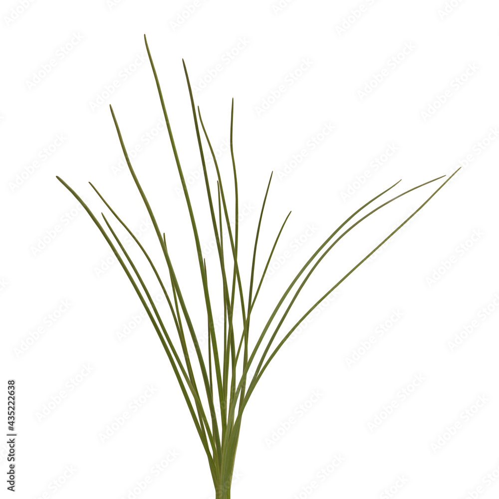 Chives fresh leaves isolated on white background Chives fresh leaves isolated on white background