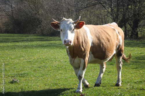 Glückliches Rind