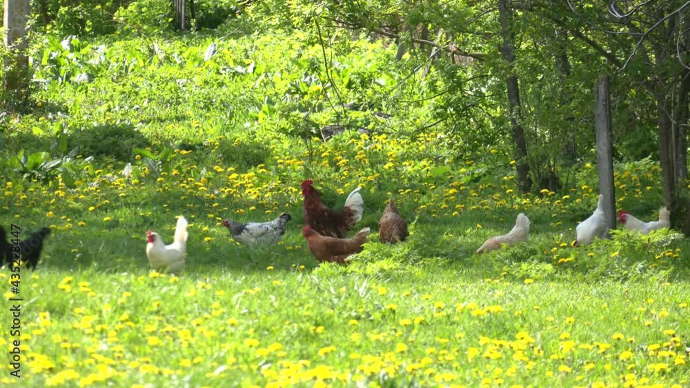 Free range chicken farm in village outdoors. Group of chickens going