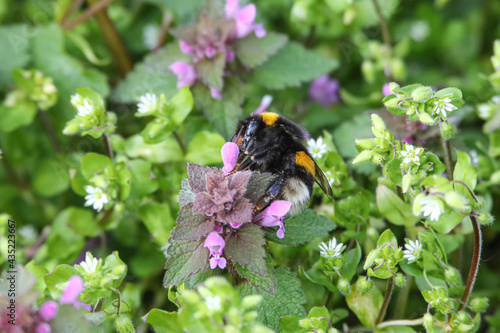 Hummel auf Taubnessel