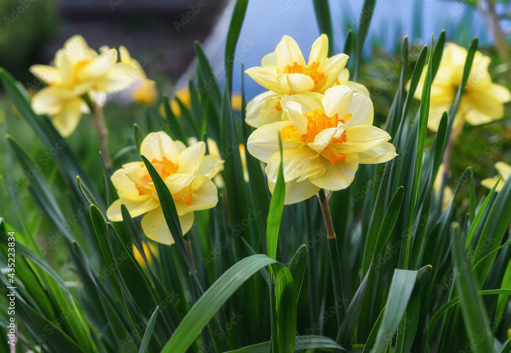 Yellow daffodils in spring. Close-up. A bush of double daffodils with an orange core. Spring flowers in a garden bed in a well-kept garden. Sunny double flowers. Flowers from the nursery Yellow daffodils in spring. Close-up. A bush of double daffodils with an orange core. Spring flowers in a garden bed in a well-kept garden. Sunny double flowers. Flowers from the nursery