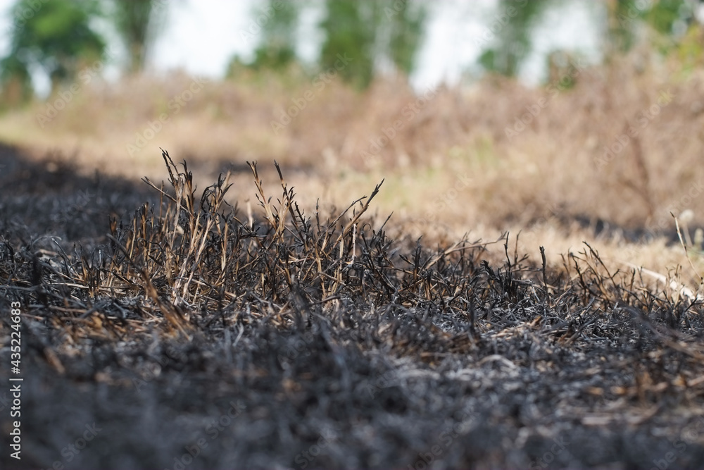 Black ashes from burning dry grass close-up. Black ashes from burning dry grass close-up.