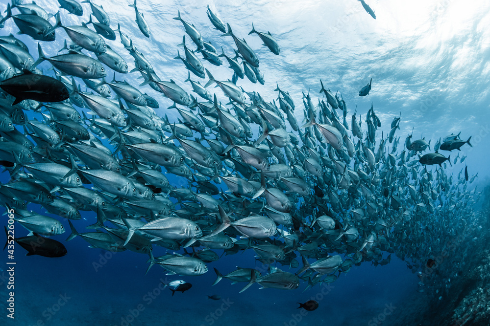 A school of bigeye trevally A school of bigeye trevally