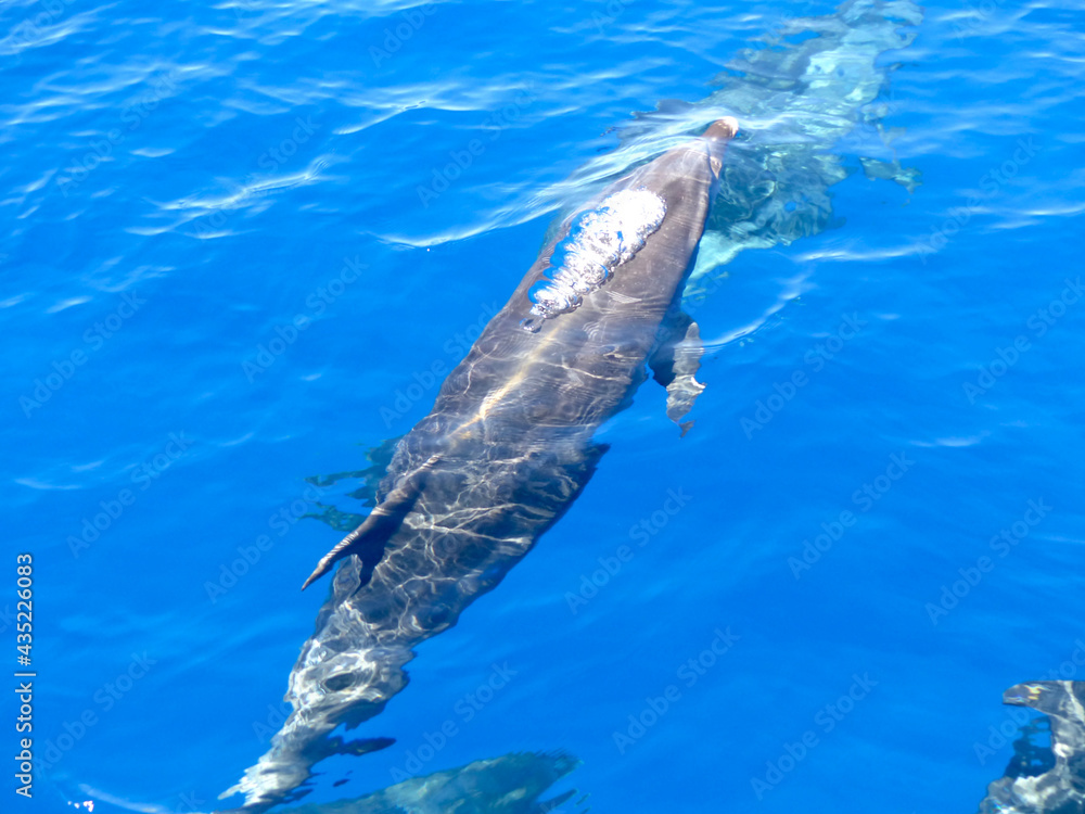 Naklejka premium Bottlenose dolphin (Tursiops Truncatus) breaching with air bubbles, Madeira, Portugal.