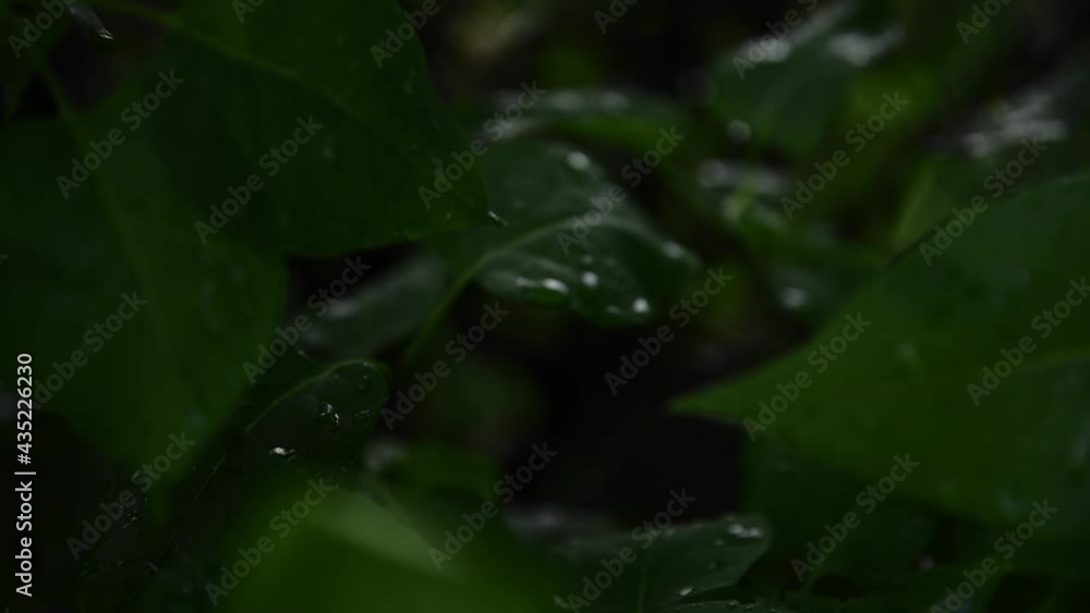 Plant with water drops in the garden. Fresh green wet leaves after the rain. Summer natural floral background. Close up abstract texture of leaves. Plant with water drops in the garden. Fresh green wet leaves after the rain. Summer natural floral background. Close up abstract texture of leaves.
