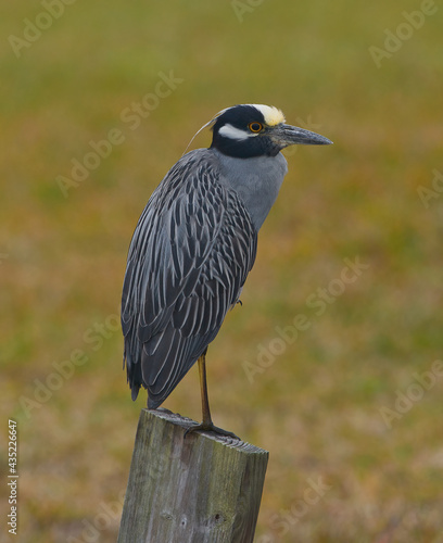 Yellow-crowned Night Heron (Nyctanassa violacea) perched on pylon, looking right, red eye, yellow and white on head, photo