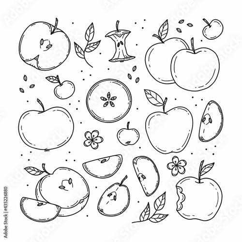 Set of colorless various apples and apple slices in doodle style. Vector line illustration isolated on background.