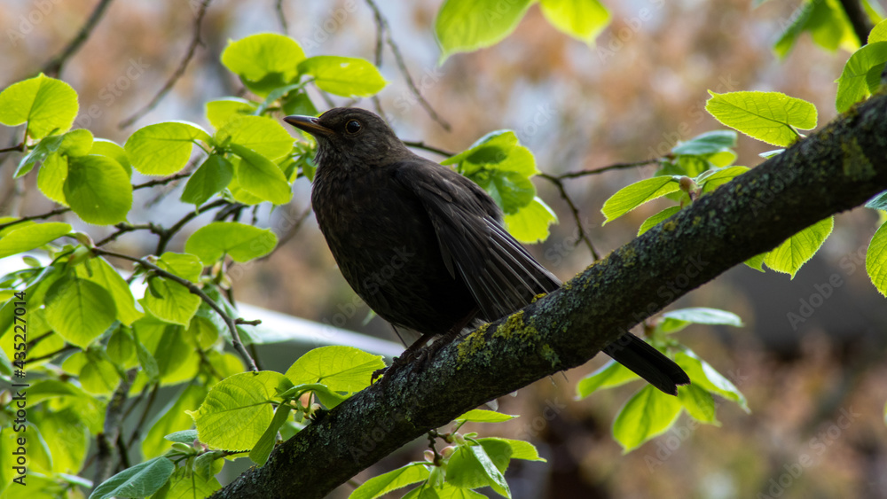Obraz premium kleiner aufgeregter Vogel 