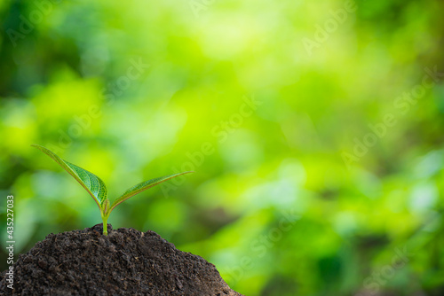 A small green tree that grows on the soil