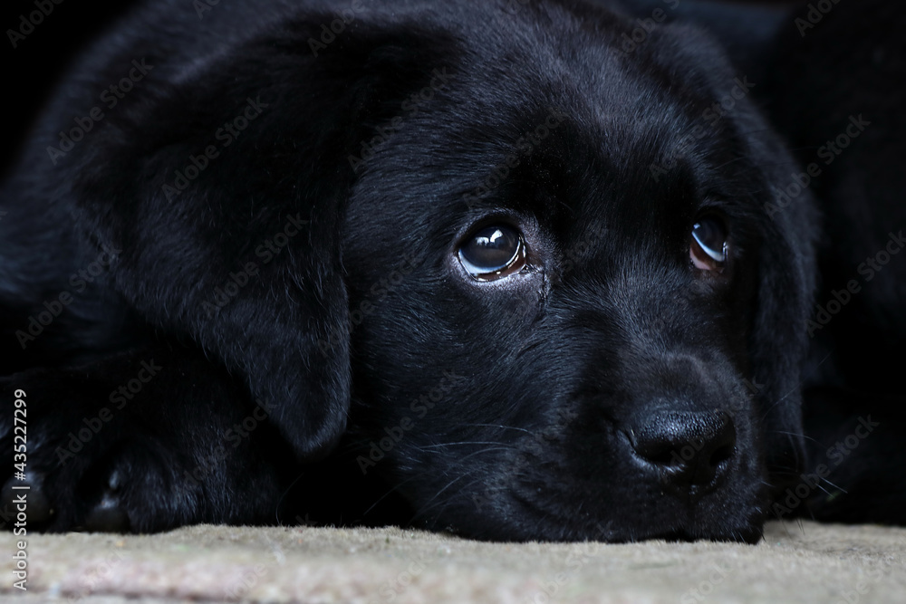 Portrait of a cute black Labrador puppy