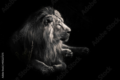 Fototapeta Naklejka Na Ścianę i Meble -   male lion with a beautiful mane impressively lies against Dark, black background.Discolored, black and white