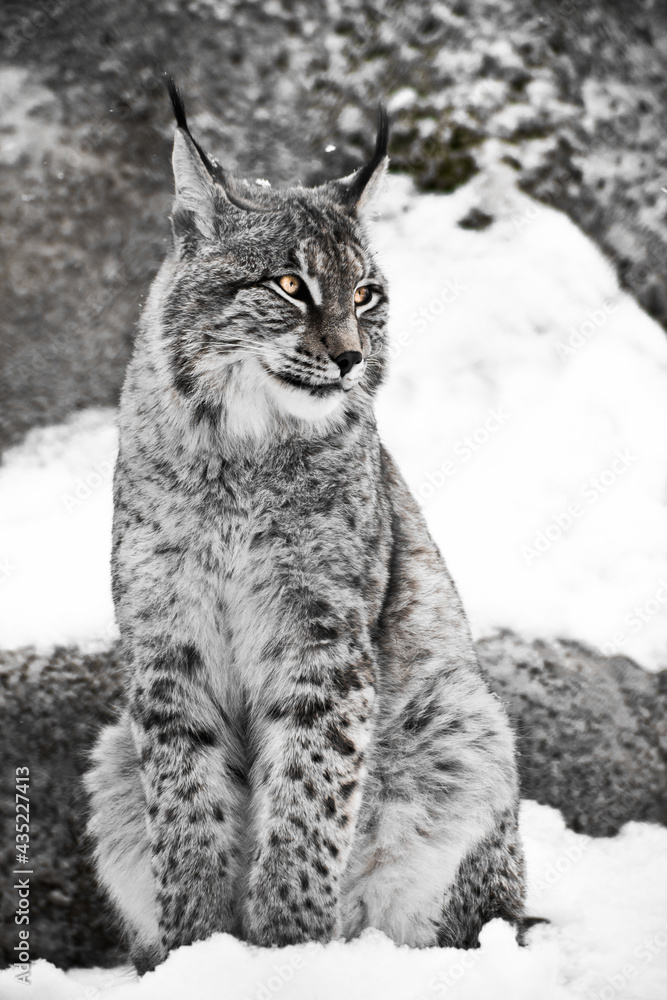  lynx of the city sits vertically in the snow. Discolored, black and white