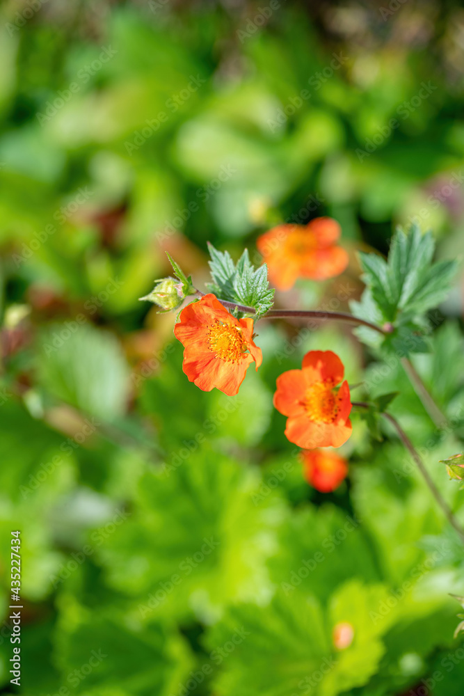 Close up of a dwarf orange avens flower ( Geum coccineum). Shallow depth of field