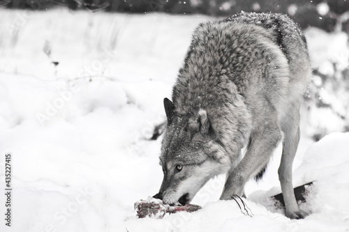 wolf on white snow with a piece of meat. the beast is cautious. Discolored, black and white