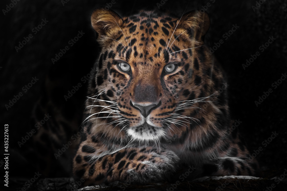  calm and confident close-up. Far Eastern leopard Dark, black background - obrazy, fototapety, plakaty 