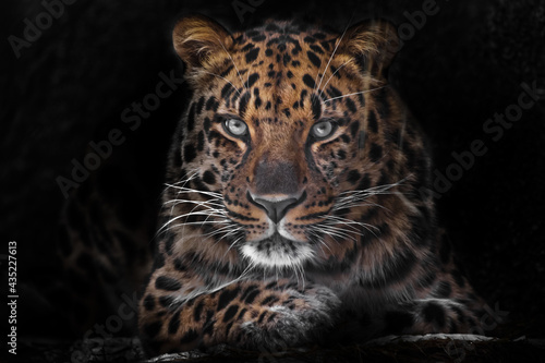  calm and confident close-up. Far Eastern leopard Dark, black background photo