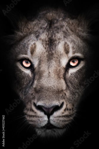 lioness looks at you, the face of the Livitz and the look. Dark, black background