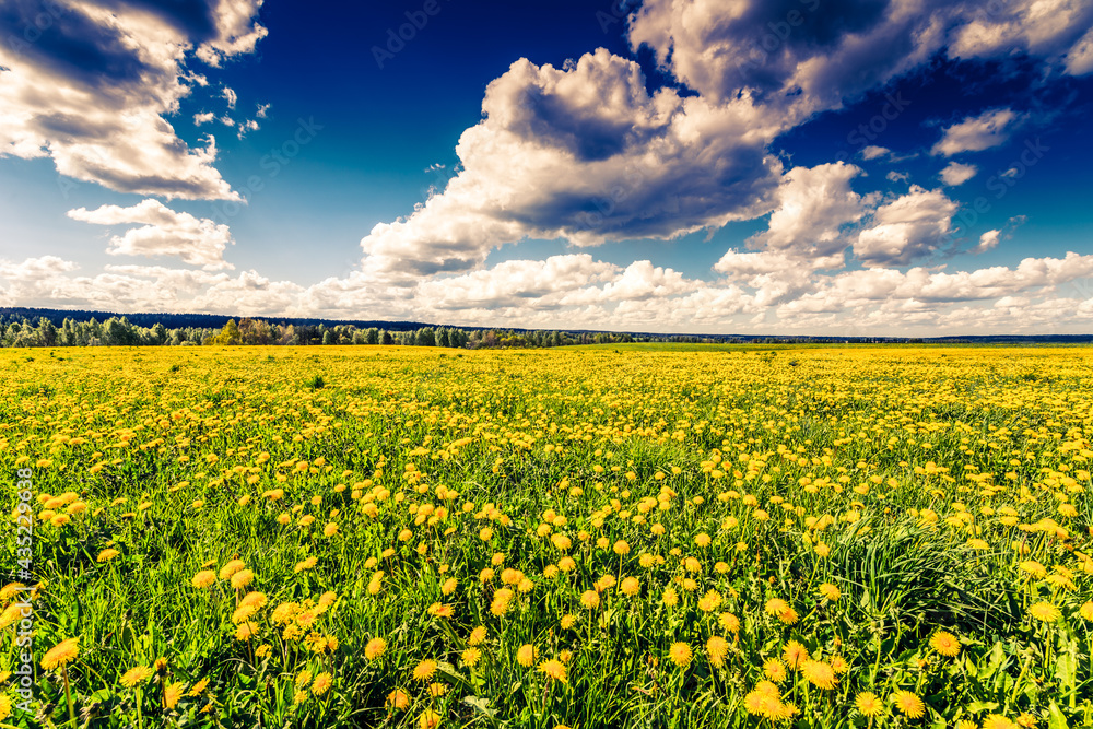 Obraz premium Meadow in the woods lit by the sun and covered with dandelions on a cloudy spring day