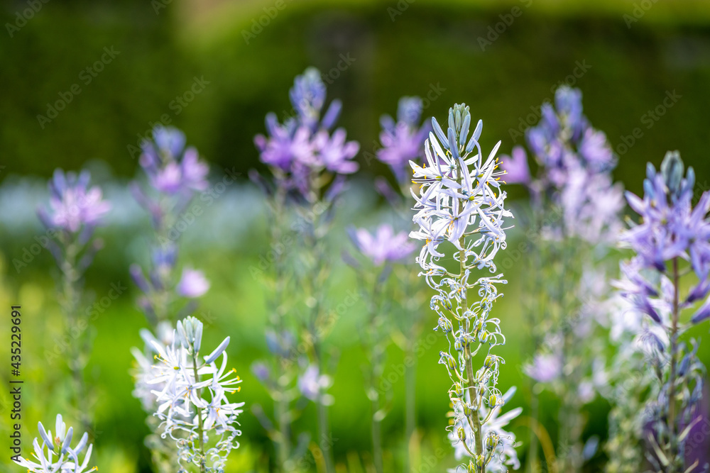 Close up of a beautiful flower, Amsonia tabernaemontana Walter species. Selective focus on the top petals. Close up of a beautiful flower, Amsonia tabernaemontana Walter species. Selective focus on the top petals.