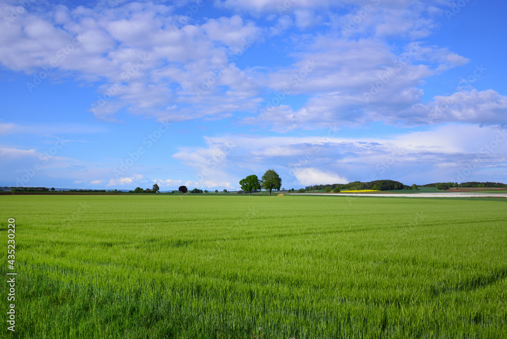 Landscape in spring in Bavaria with green grain fields in front of a blue sky with clouds