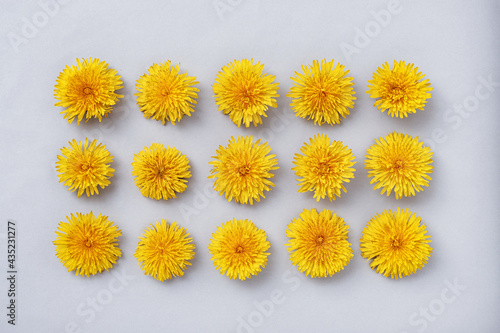 Dandelion flowers are arranged in rows in the shape of a rectangle on a gray background. Minimal concept of spring concept and flat lay