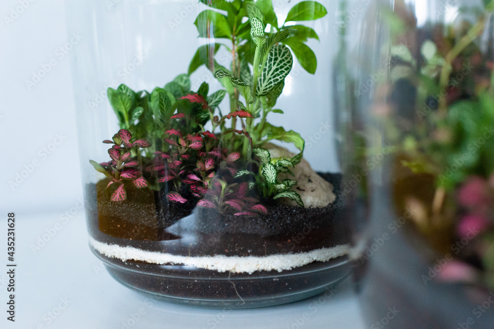 Small decoration plants in a glass bottle, garden terrarium bottle, forest in a jar. Terrarium jar with piece of forest with self ecosystem. Save the earth concept. Bonsai, set of terrariums, jars