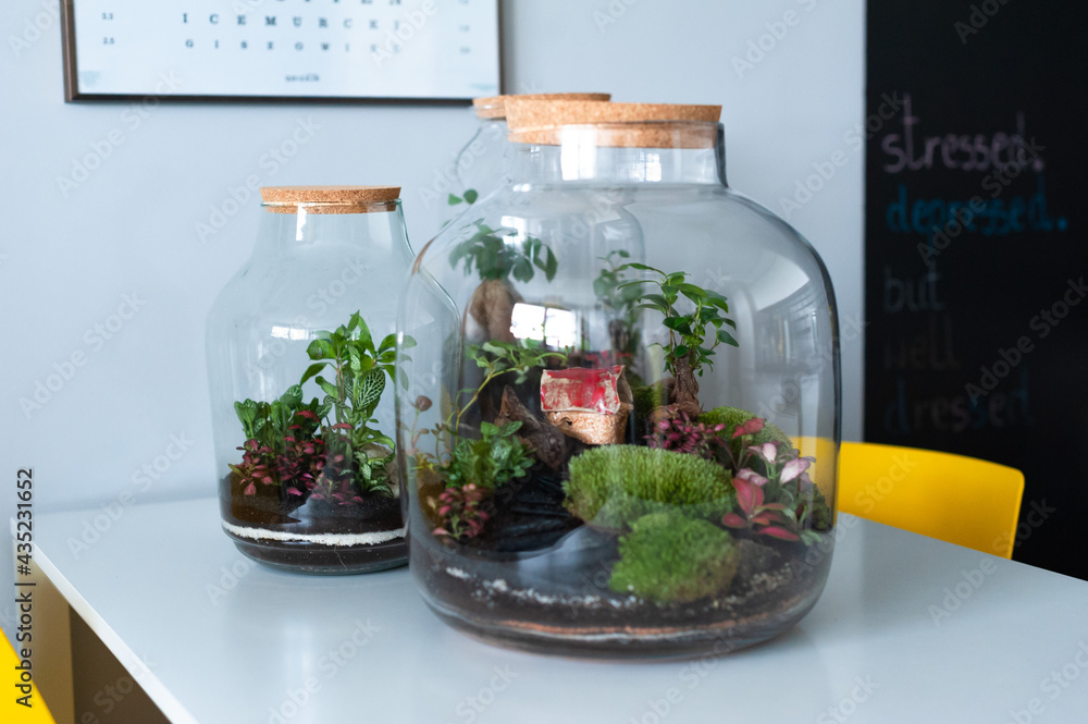 Small decoration plants in a glass bottle, garden terrarium bottle, forest in a jar. Terrarium jar with piece of forest with self ecosystem. Save the earth concept. Bonsai, set of terrariums, jars
