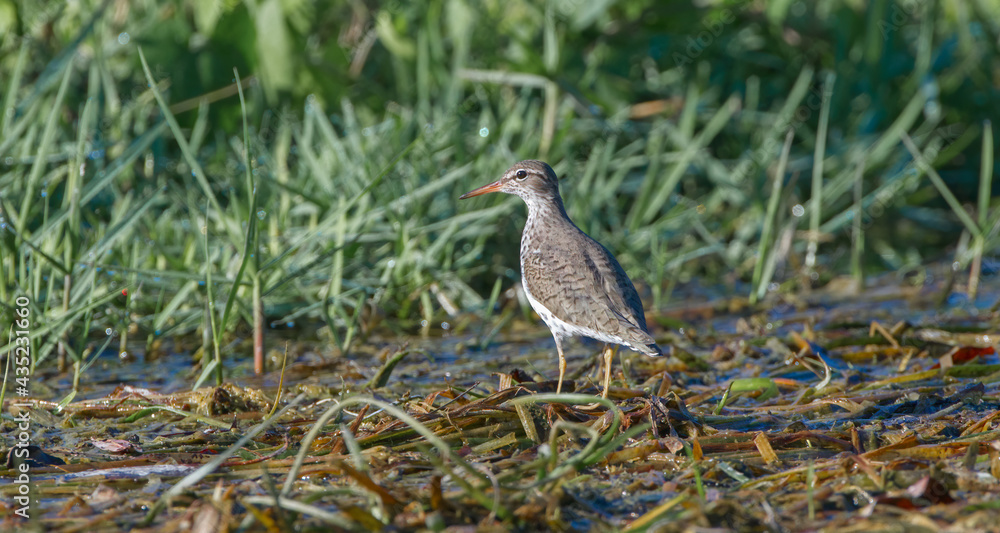 Fototapeta premium Spotted sand piper (Actitis macularius) on brown floating water grass back view looking left black eye stripe orange yellow Bill or beak