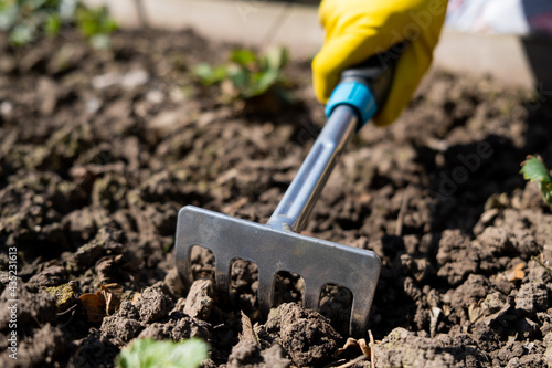 A gardener spuds strawberry beds with a rake.