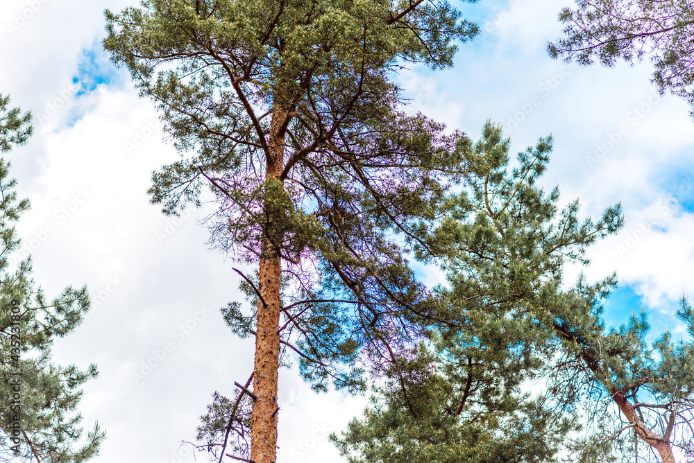 Fototapeta premium Beautiful forest with tall pine trees outside the city on a warm summer day