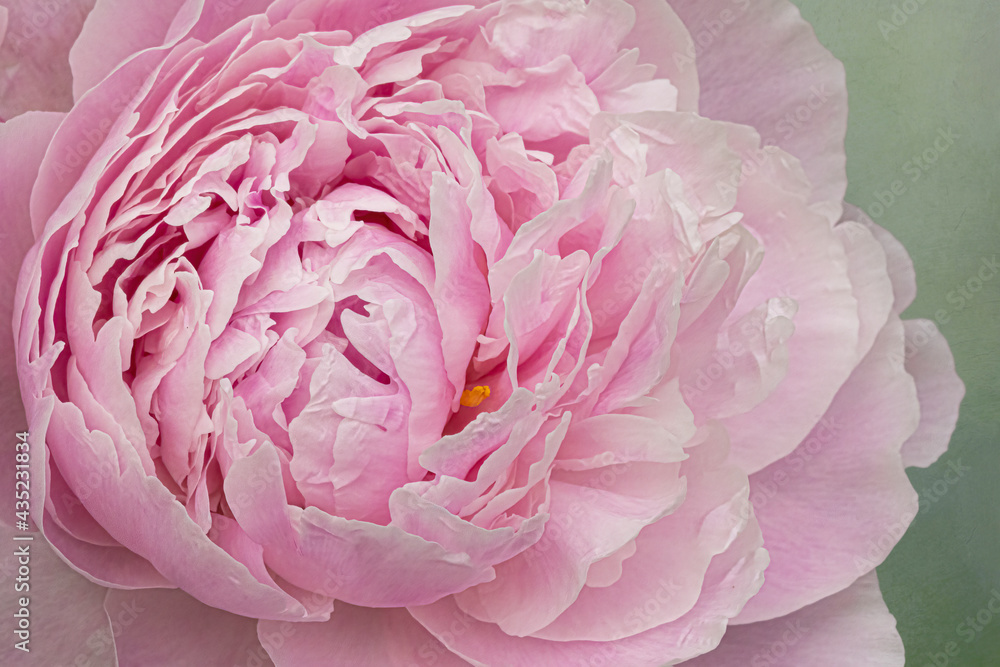Macro of peony Macro of peony