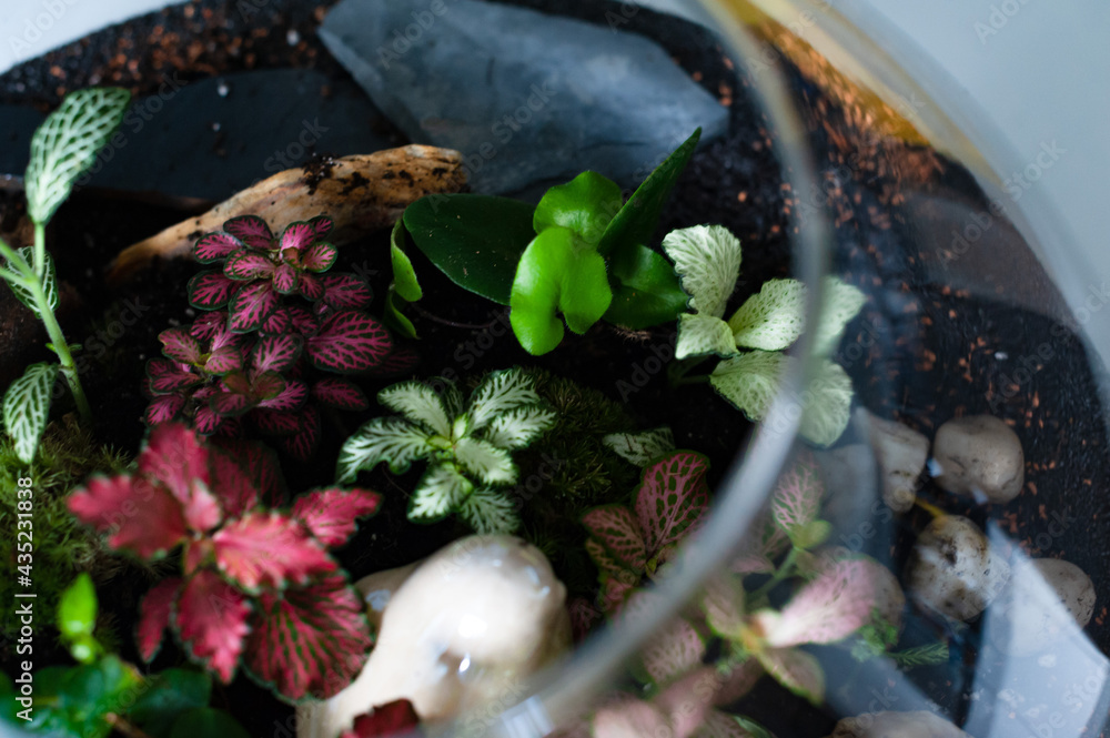 Small decoration plants in a glass bottle, garden terrarium bottle, forest in a jar. Terrarium jar with piece of forest with self ecosystem. Save the earth concept. Bonsai, set of terrariums, jars