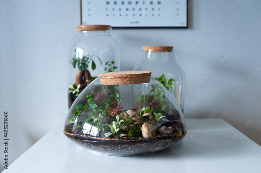 Small decoration plants in a glass bottle, garden terrarium bottle, forest in a jar. Terrarium jar with piece of forest with self ecosystem. Save the earth concept. Bonsai, set of terrariums, jars